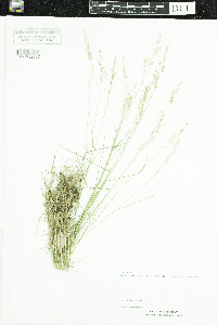 Poa nemoralis image