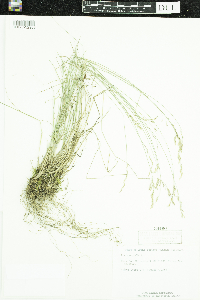 Poa nemoralis image