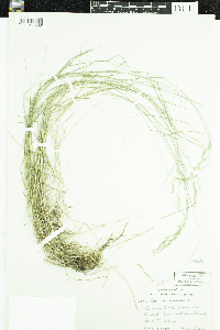 Poa nemoralis image