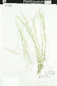 Poa nemoralis image