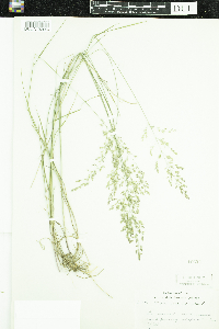 Poa nemoralis image