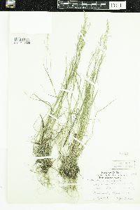 Poa nemoralis image