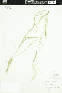 Poa nemoralis image