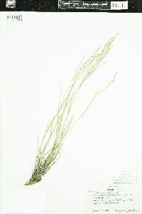 Poa nemoralis image