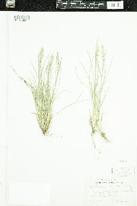 Poa nervosa image