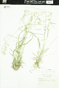 Poa nervosa image