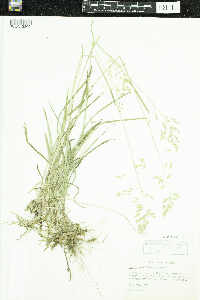 Poa nervosa image