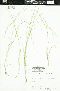 Poa palustris image