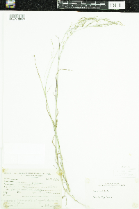 Poa palustris image