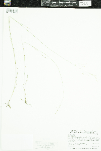 Poa palustris image