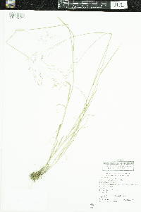 Poa palustris image