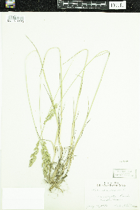 Poa compressa image