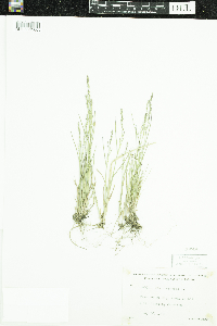 Poa compressa image