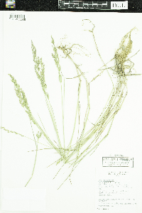 Poa compressa image