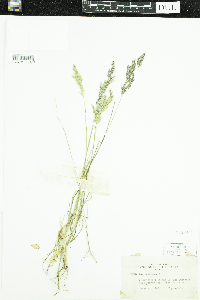 Isoetes echinospora image