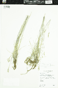 Poa compressa image