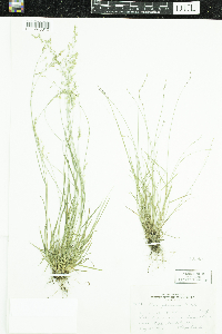 Poa glauca image