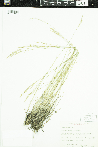 Poa glauca image