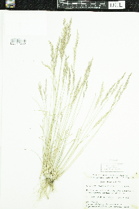 Poa glauca image