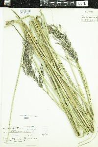 Phragmites australis subsp. australis image