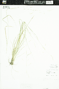 Image of Piptatherum micranthum