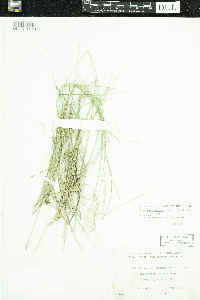 Piptatherum pungens image