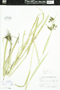 Scirpus hattorianus image