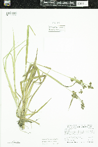 Scirpus hattorianus image