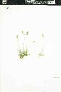 Poa alpina subsp. alpina image