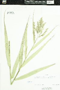 Phragmites australis image