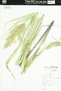 Phragmites australis subsp. americanus image