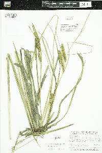 Carex utriculata image