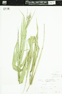 Phragmites australis subsp. americanus image