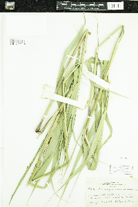 Phragmites australis image