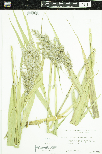 Phragmites australis subsp. americanus image