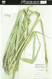 Phragmites australis image