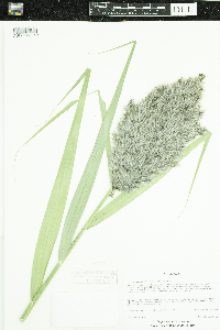 Phragmites australis subsp. australis image