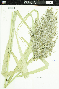 Phragmites australis image