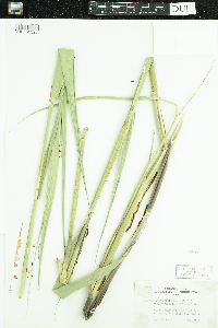 Phragmites australis image