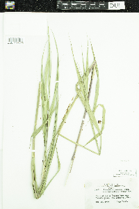 Phragmites australis image