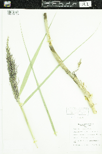 Phragmites australis subsp. americanus image