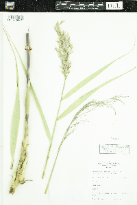 Phragmites australis subsp. berlandieri image