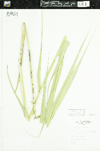 Phragmites australis image