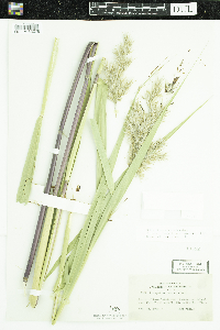 Phragmites australis subsp. americanus image