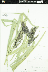 Phragmites australis subsp. americanus image