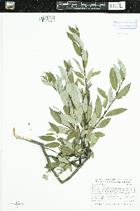 Salix planifolia image