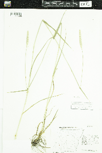 Phleum pratense image