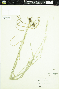 Phleum pratense image