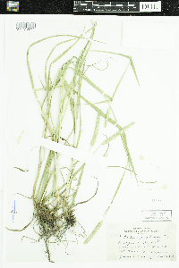 Phleum pratense image