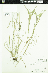 Phleum pratense image